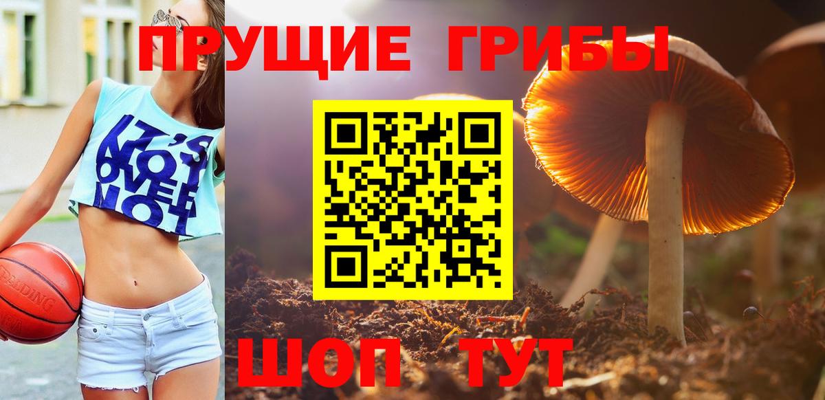 магазин    Вход с VPN  Михайловка  Псилоцибиновые грибы MAGIC MUSHROOMS  Псилоцибиновые грибы Psilocybe 